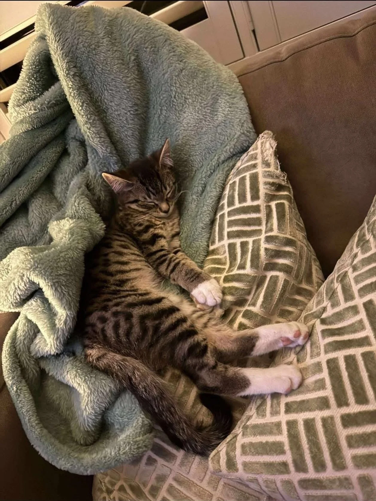 😻Sir Onyx, loves relaxing 😻
.
.
.
.
.
.
.
.
#cats #catsofinstagram #catlover #meow #catlife #catstagram #cuteanimals #furryfriends #catloversclub #kitten #catphotography #pets #kitty #catoftheday #instacat #purr #adoptdontshop #animalsofinstagram #