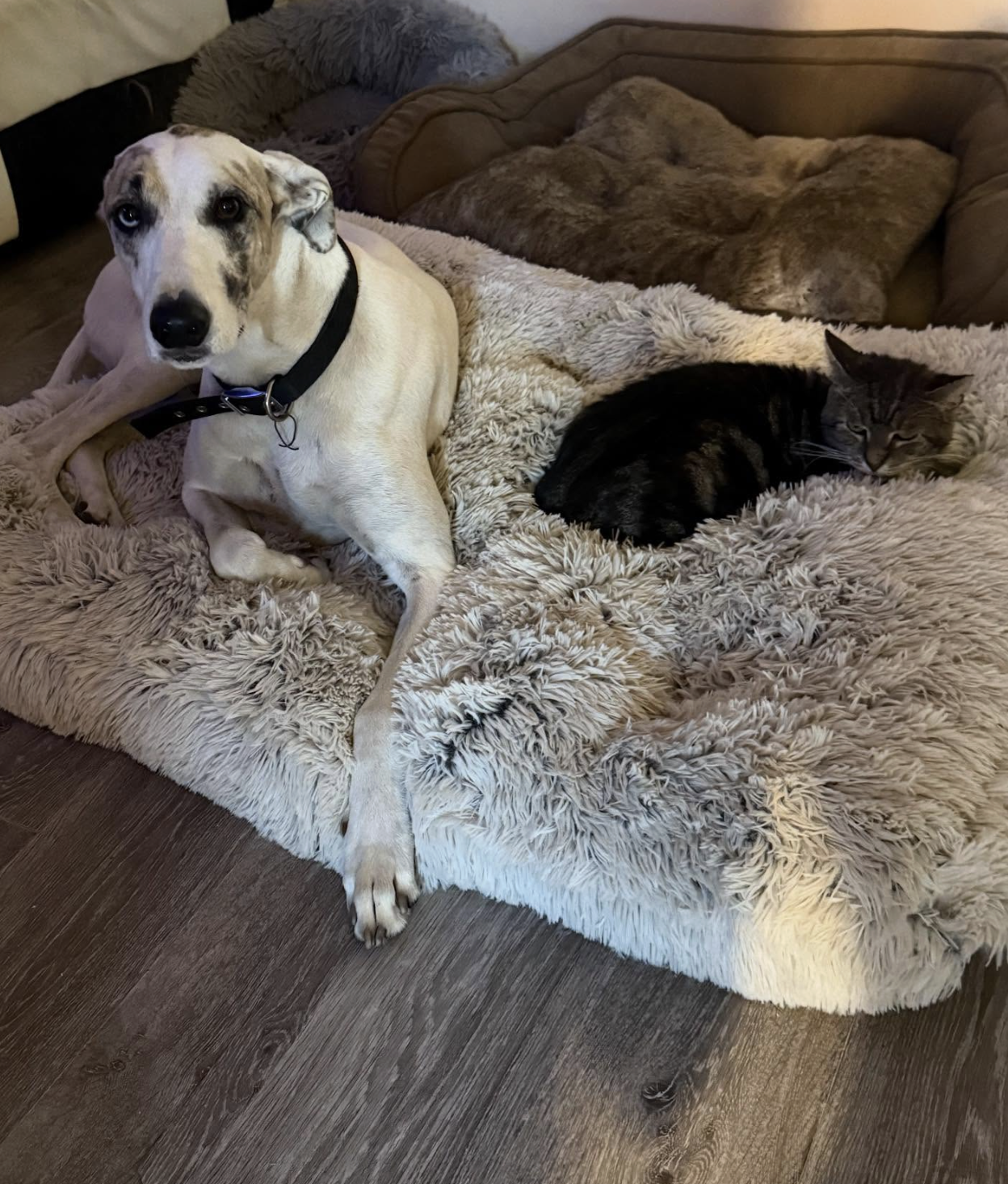 Screenshot 2026-04-03 at 7.38.51 pm.png