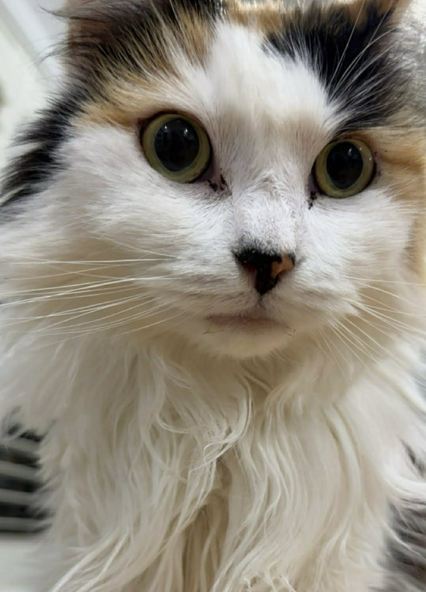 Screenshot 2026-01-23 at 11.17.52 pm.png