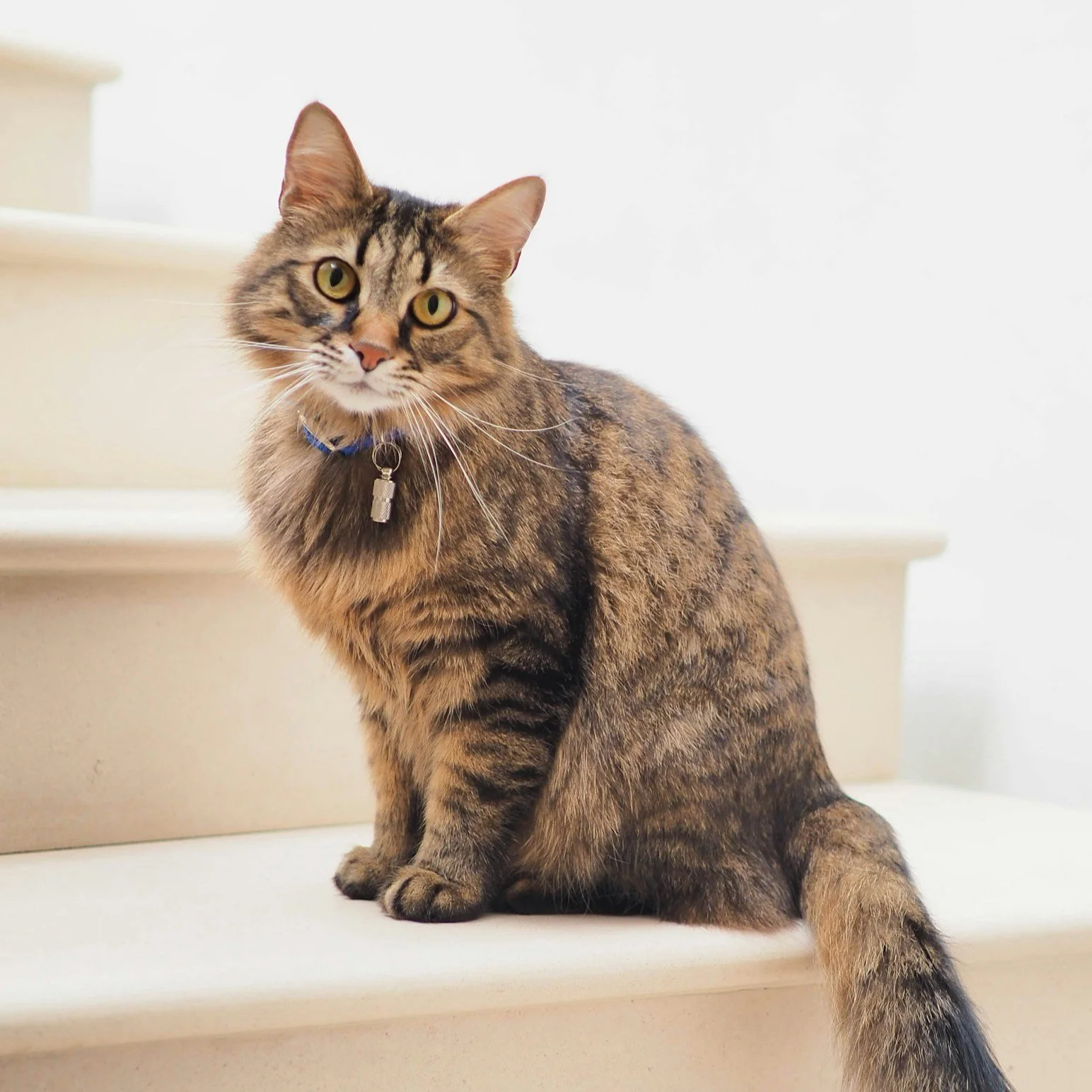 A brown tabby cat with yellow eyes sitting on white stairs, wearing a blue collar with a small bell.