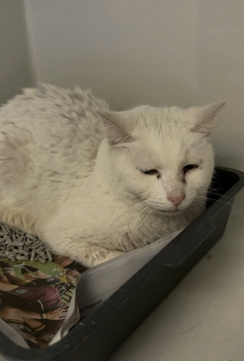 Screenshot 2025-11-26 at 6.41.12 pm.png