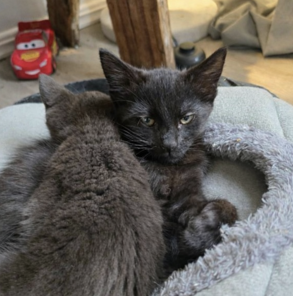 Screenshot 2026-01-19 at 11.56.00 am.png