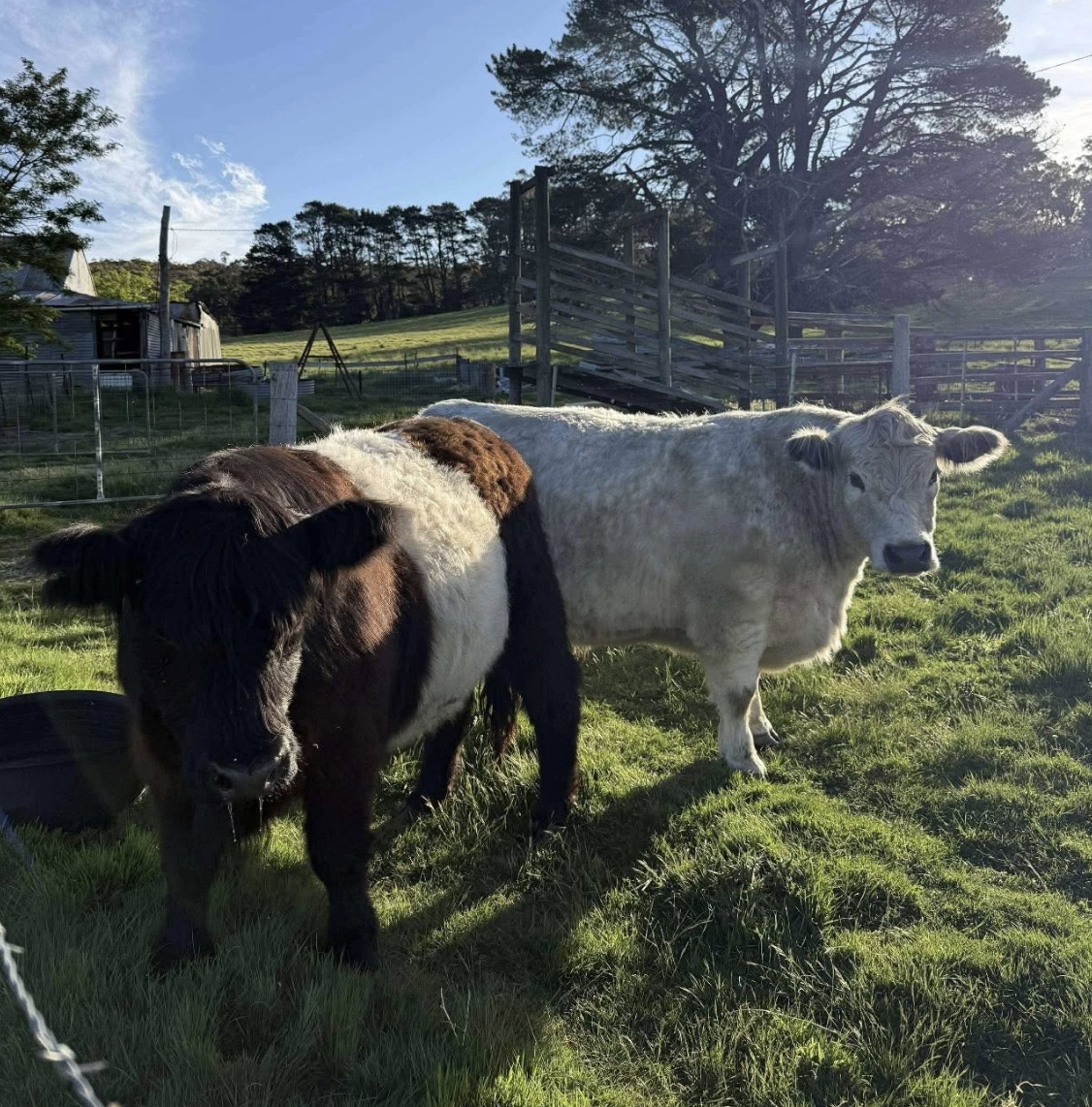 Screenshot 2025-11-26 at 6.41.23 pm.png