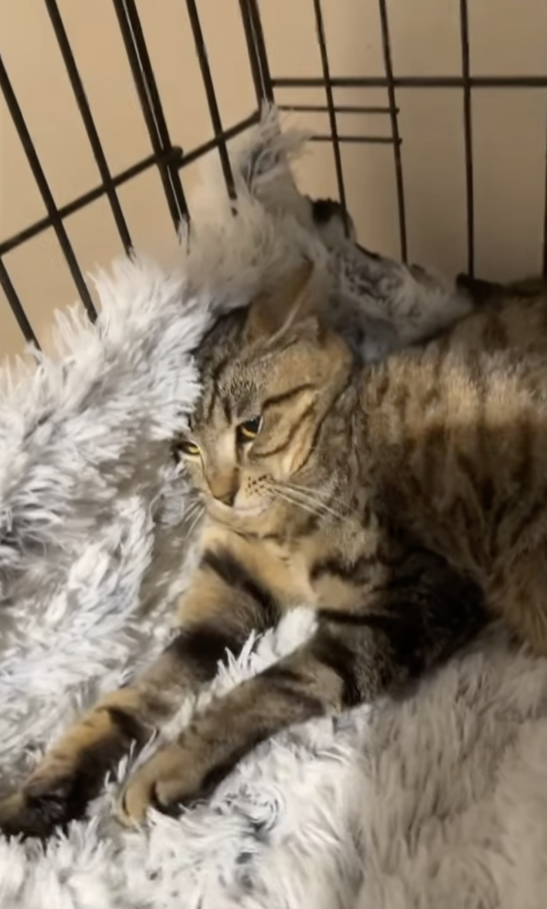 Screenshot 2025-11-22 at 9.56.00 pm.png