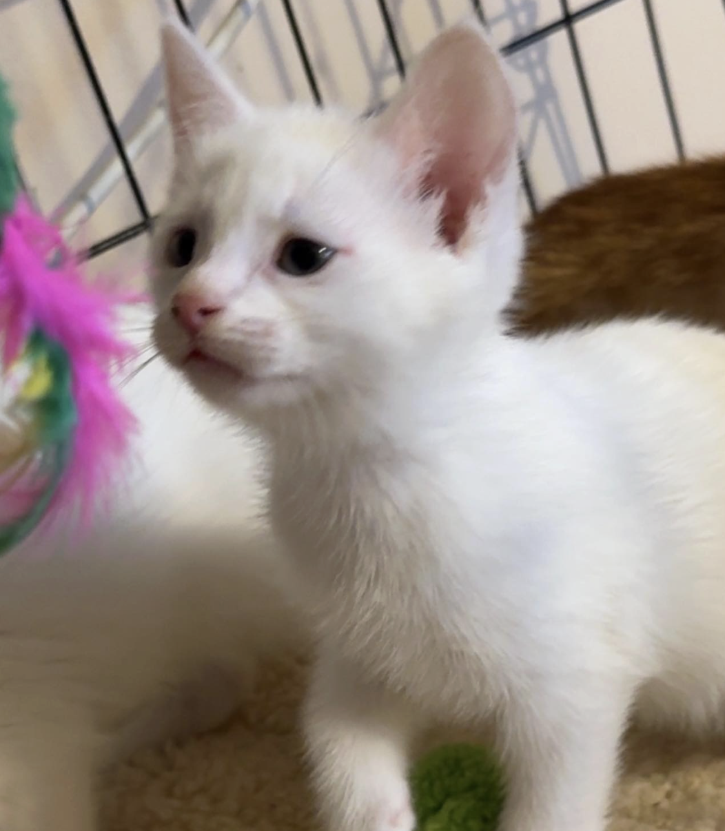 Screenshot 2026-03-22 at 12.21.21 pm.png