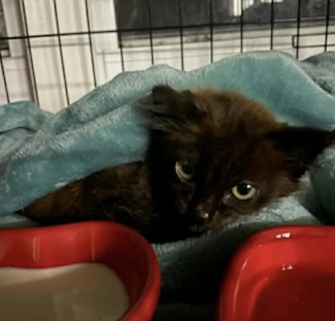 Screenshot 2026-01-23 at 9.38.12 pm.png