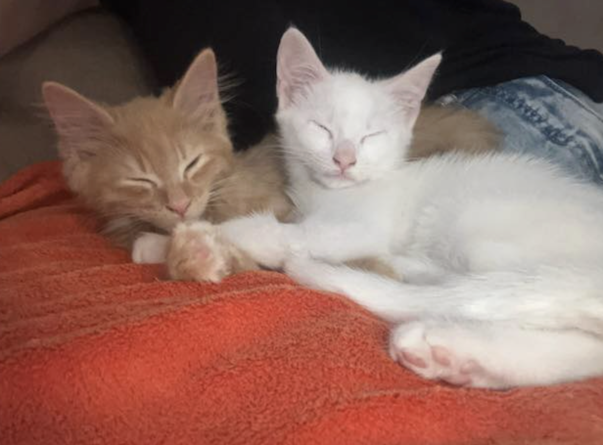 Screenshot 2026-04-03 at 9.14.04 pm.png