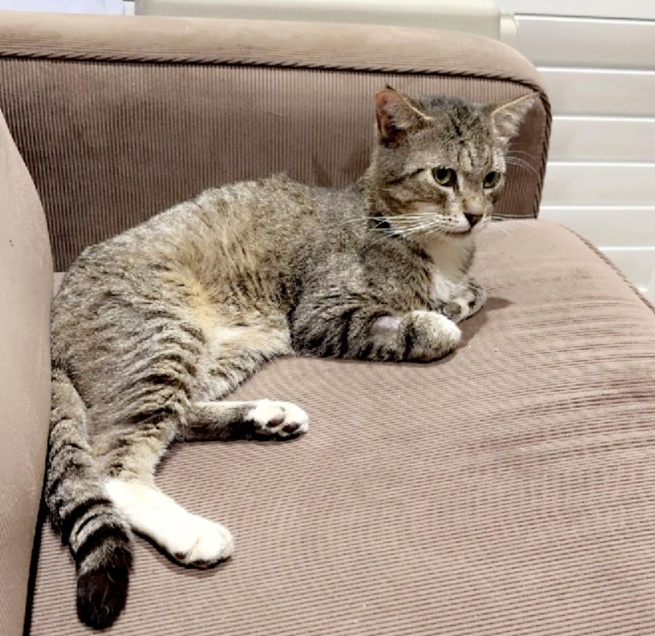 Screenshot 2026-04-03 at 4.17.02 pm.png