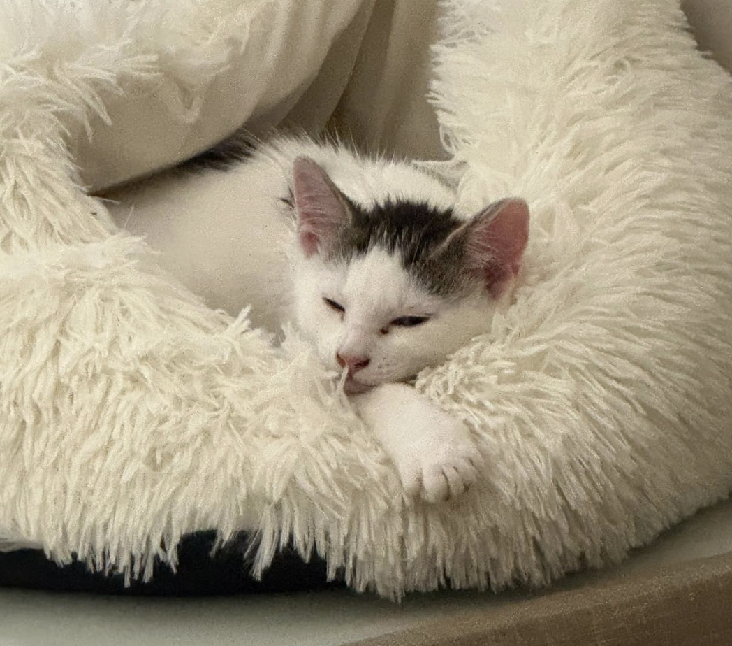 Screenshot 2026-01-23 at 10.15.17 pm.png