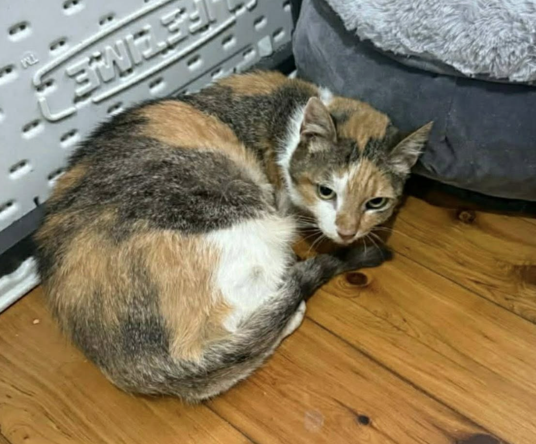 Screenshot 2026-01-23 at 11.18.04 pm.png