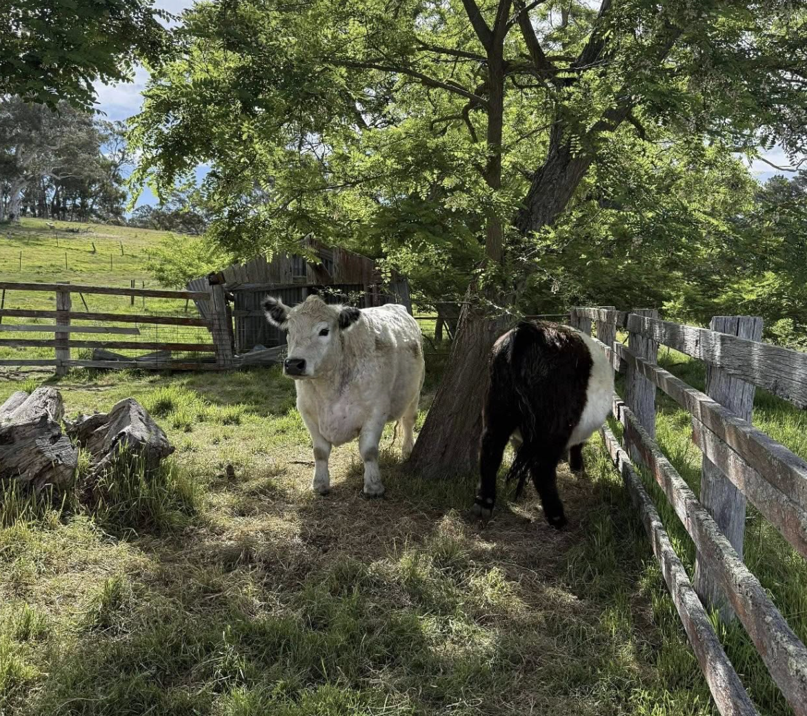 Screenshot 2025-11-26 at 6.56.54 pm.png