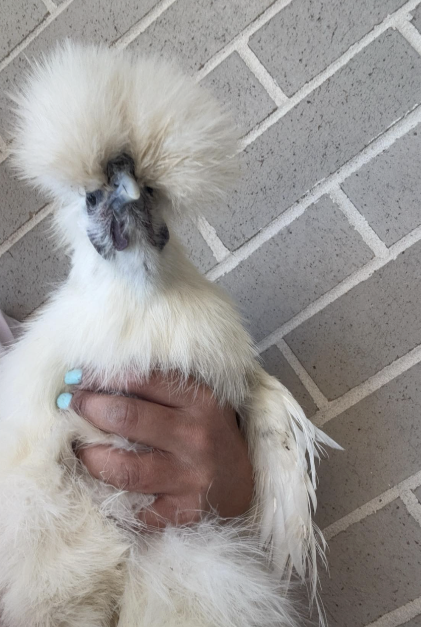 Screenshot 2025-11-26 at 6.40.15 pm.png