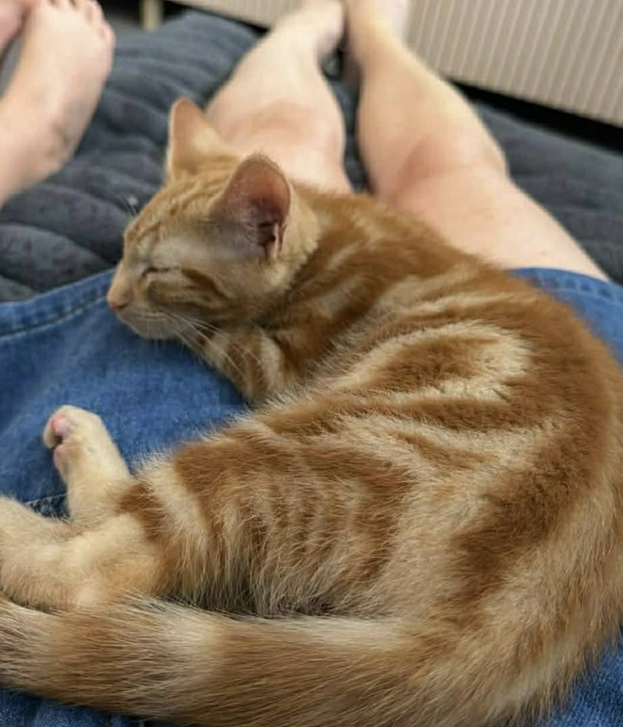 Screenshot 2026-01-27 at 9.31.50 am.png