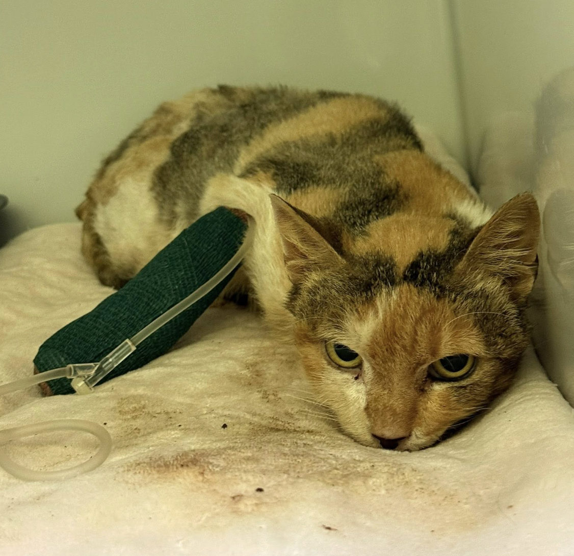 Screenshot 2025-11-26 at 6.39.57 pm.png