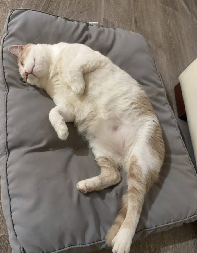 Screenshot 2025-11-26 at 6.59.20 pm.png