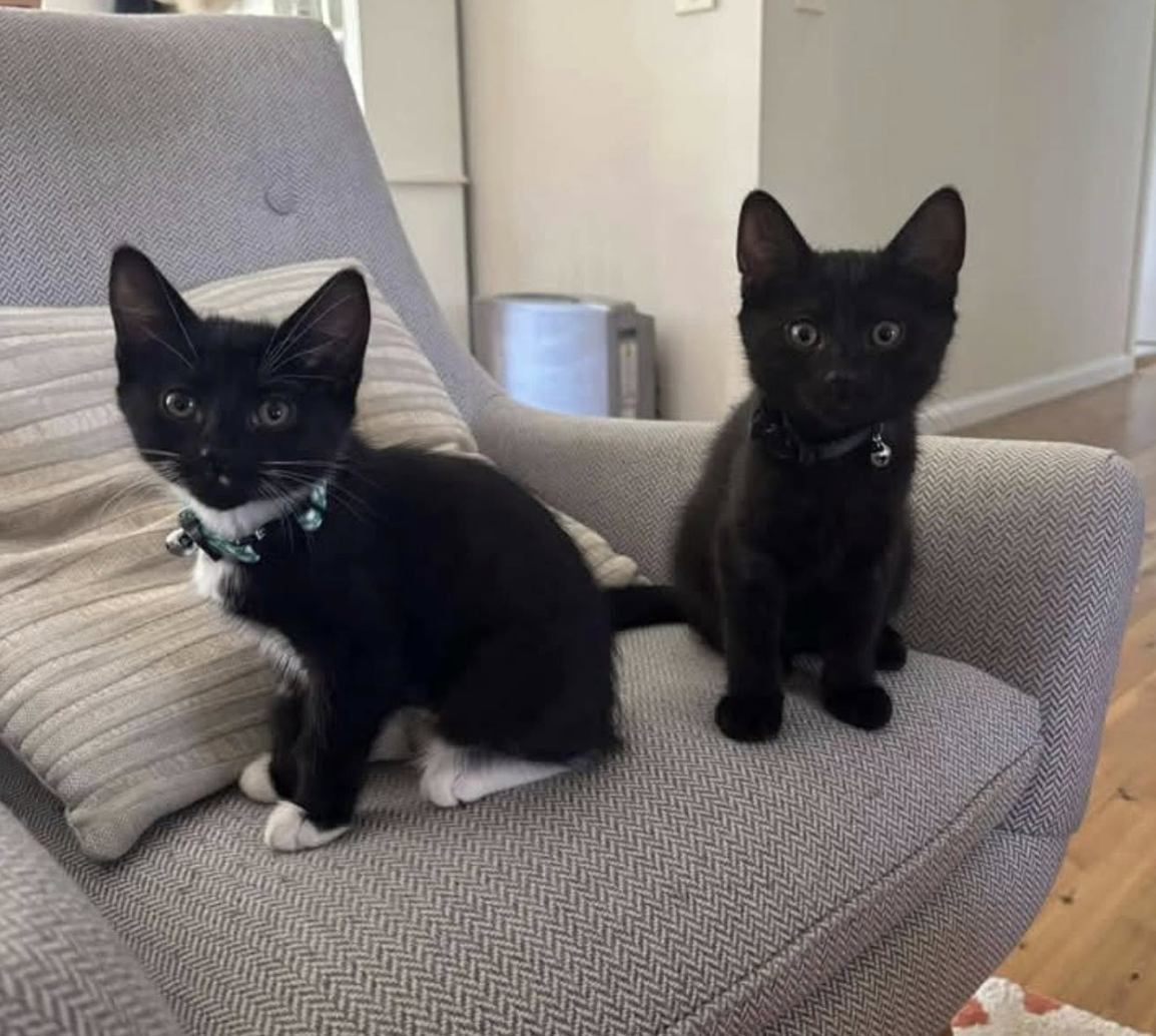 Screenshot 2026-01-24 at 3.25.09 pm.png