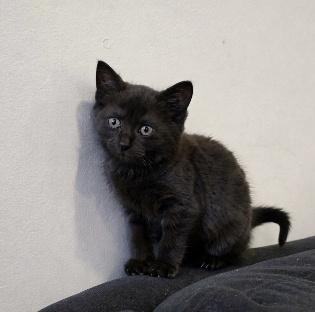 Screenshot 2026-01-23 at 9.51.53 pm.png