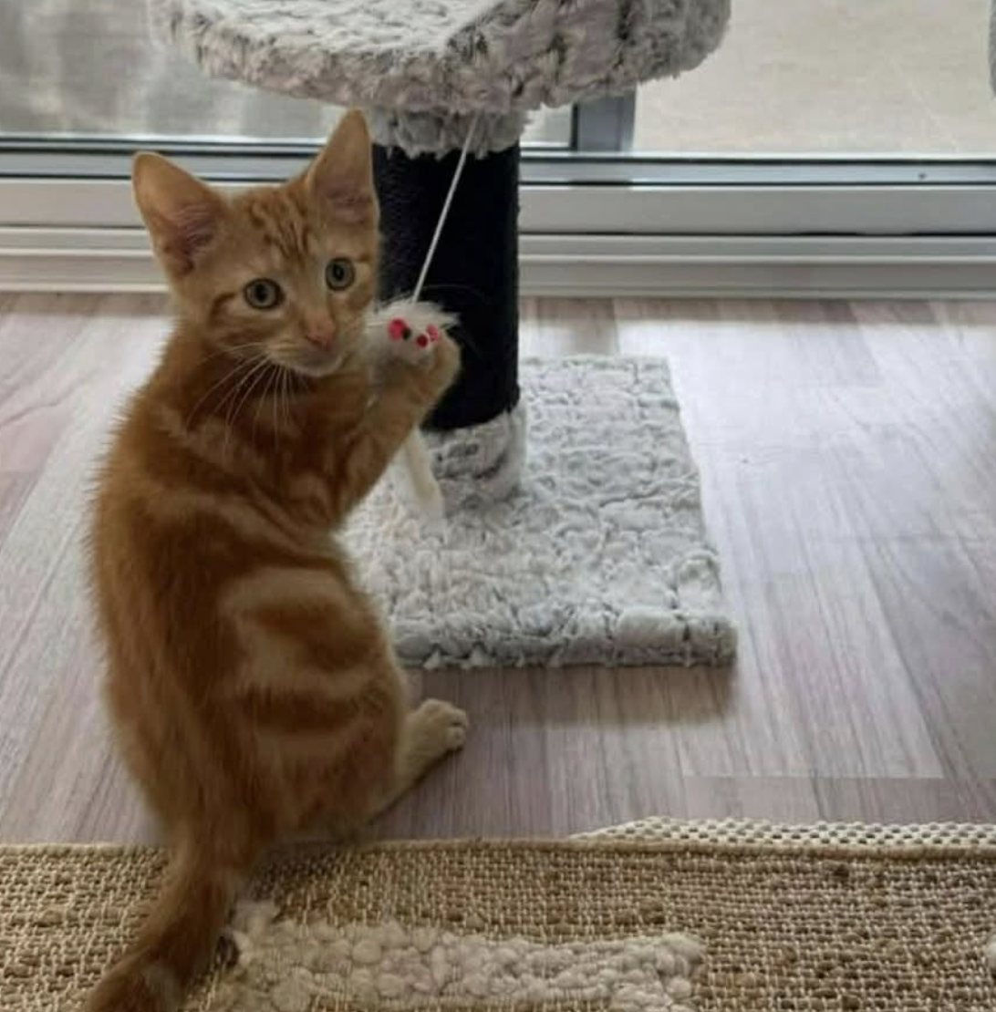 Screenshot 2026-01-27 at 9.31.58 am.png