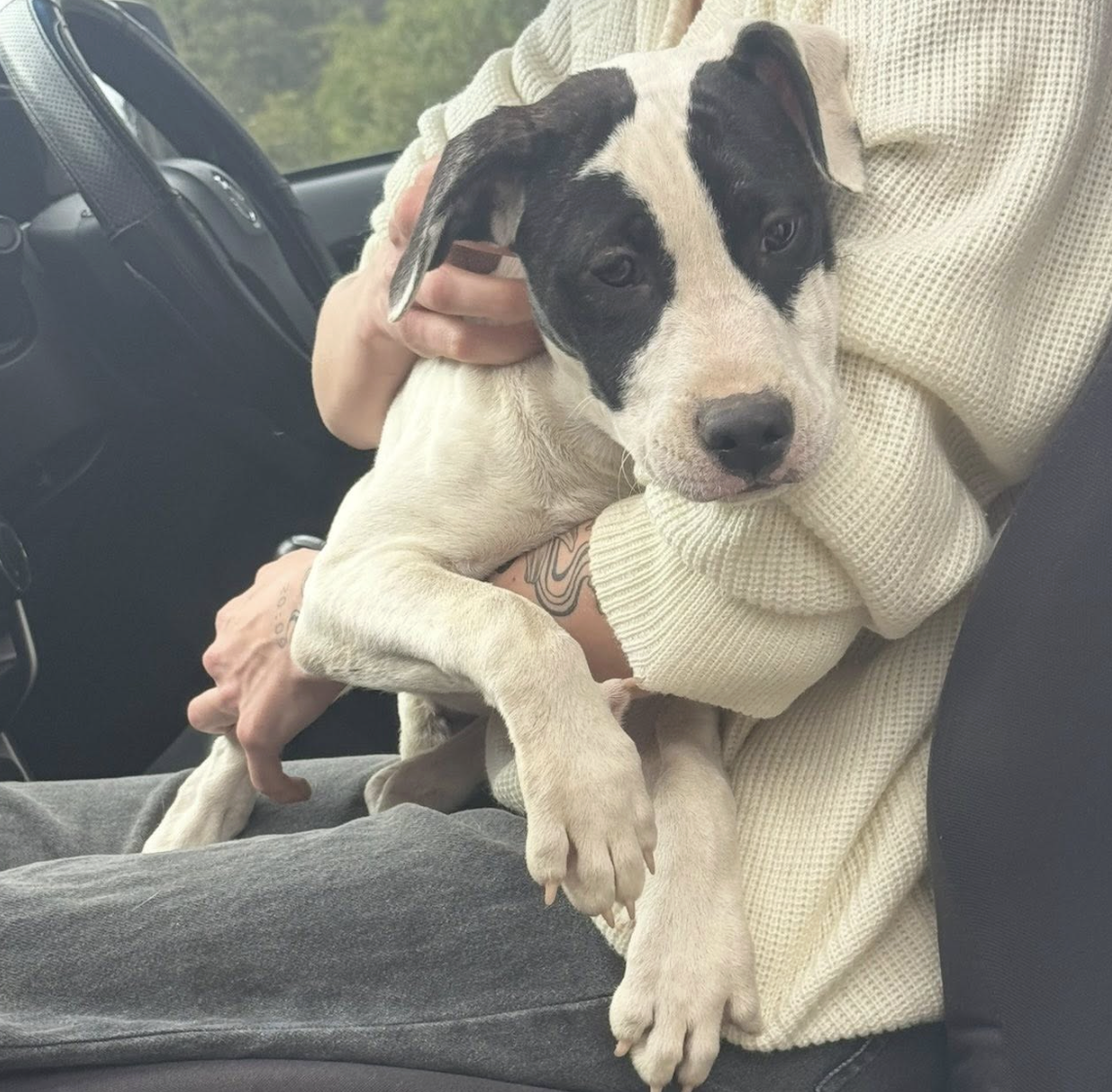 Screenshot 2026-01-27 at 9.31.12 am.png