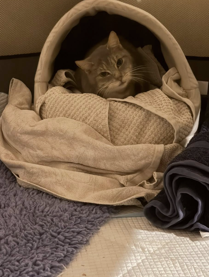 Screenshot 2025-11-26 at 6.38.13 pm.png