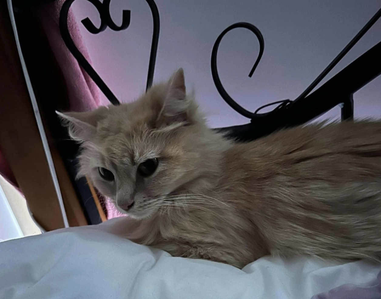 Molly is now Adopted