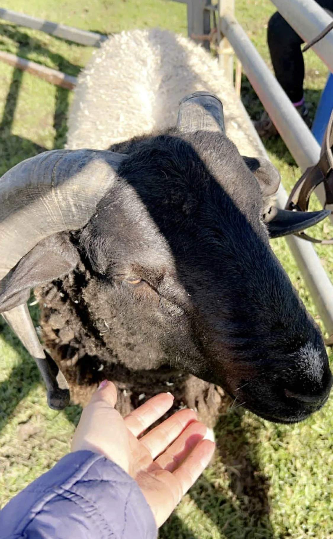 Oreo