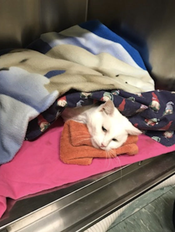 Screenshot 2025-11-26 at 6.41.45 pm.png