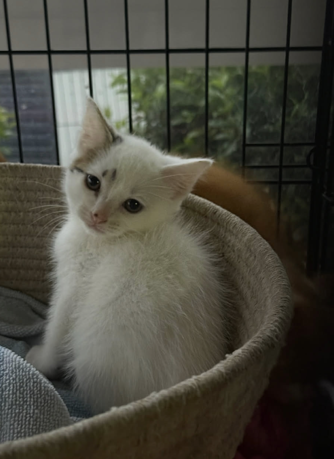 Screenshot 2026-01-23 at 9.29.42 pm.png