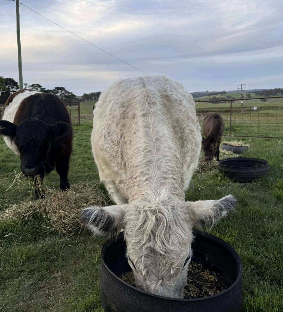 Screenshot 2025-11-26 at 6.41.32 pm.png