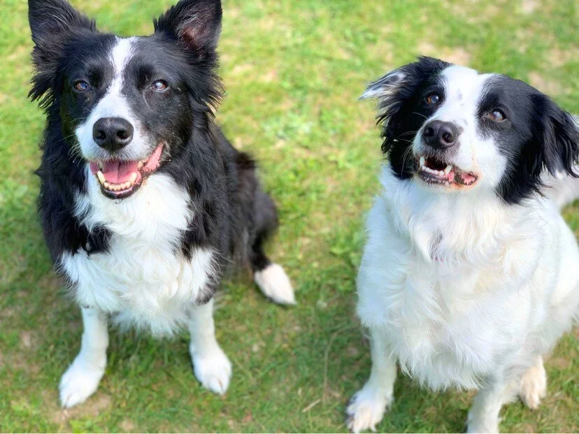 Living with a Reactive Dog: Cloud’s Story