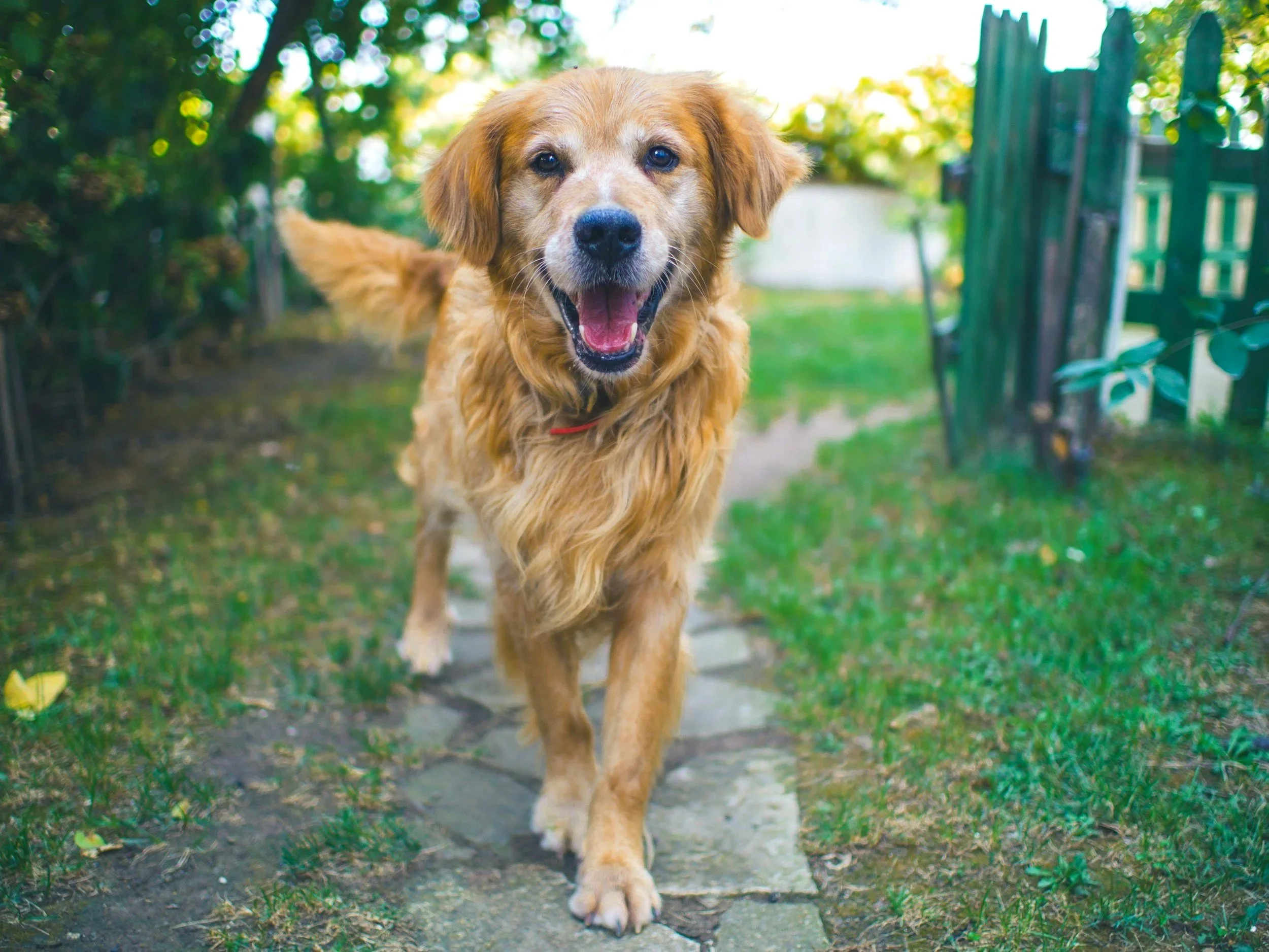 A happy golden retriever dog walking on a stone pathway in a backyard with green grass and trees.