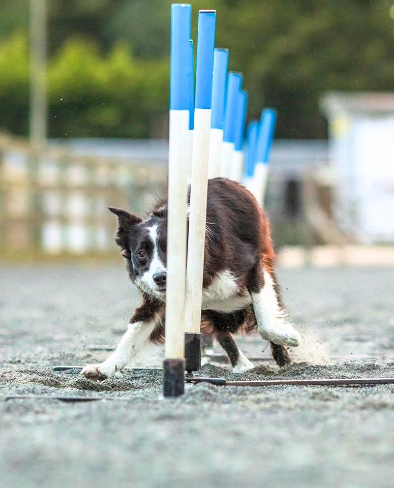 Dog weaving through agility poles during training or competition.