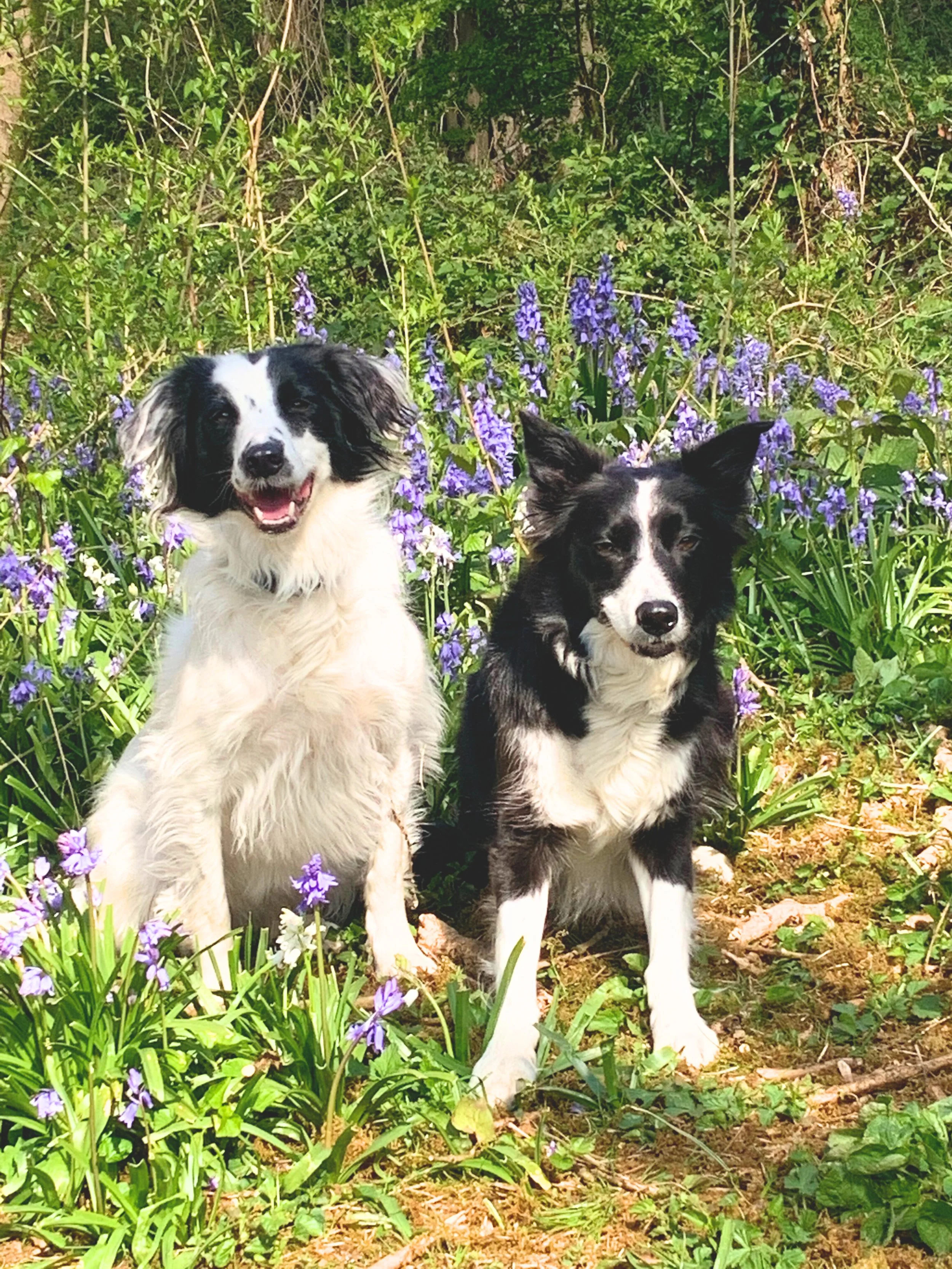 Two Border Collie dogs sitting among purple flowering plants in a lush green garden.