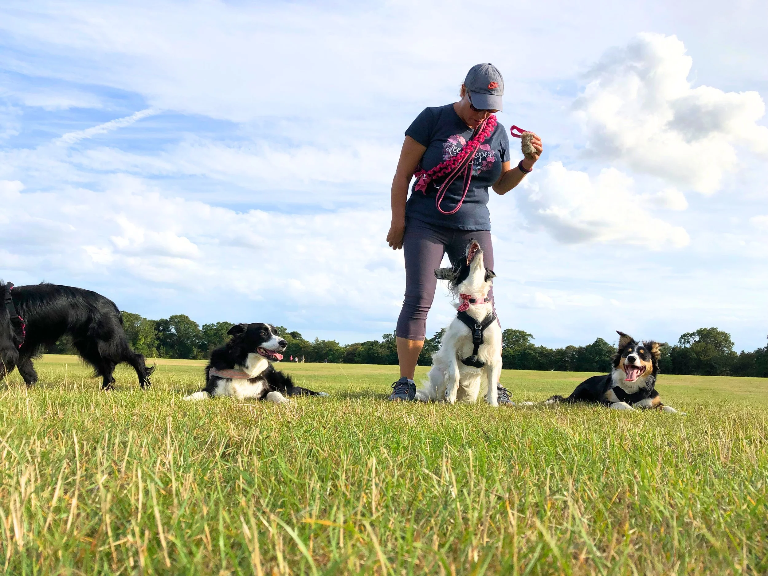 A woman standing on a grassy field with three dogs, one of which she is holding a toy for. The scene is under a blue sky with clouds.