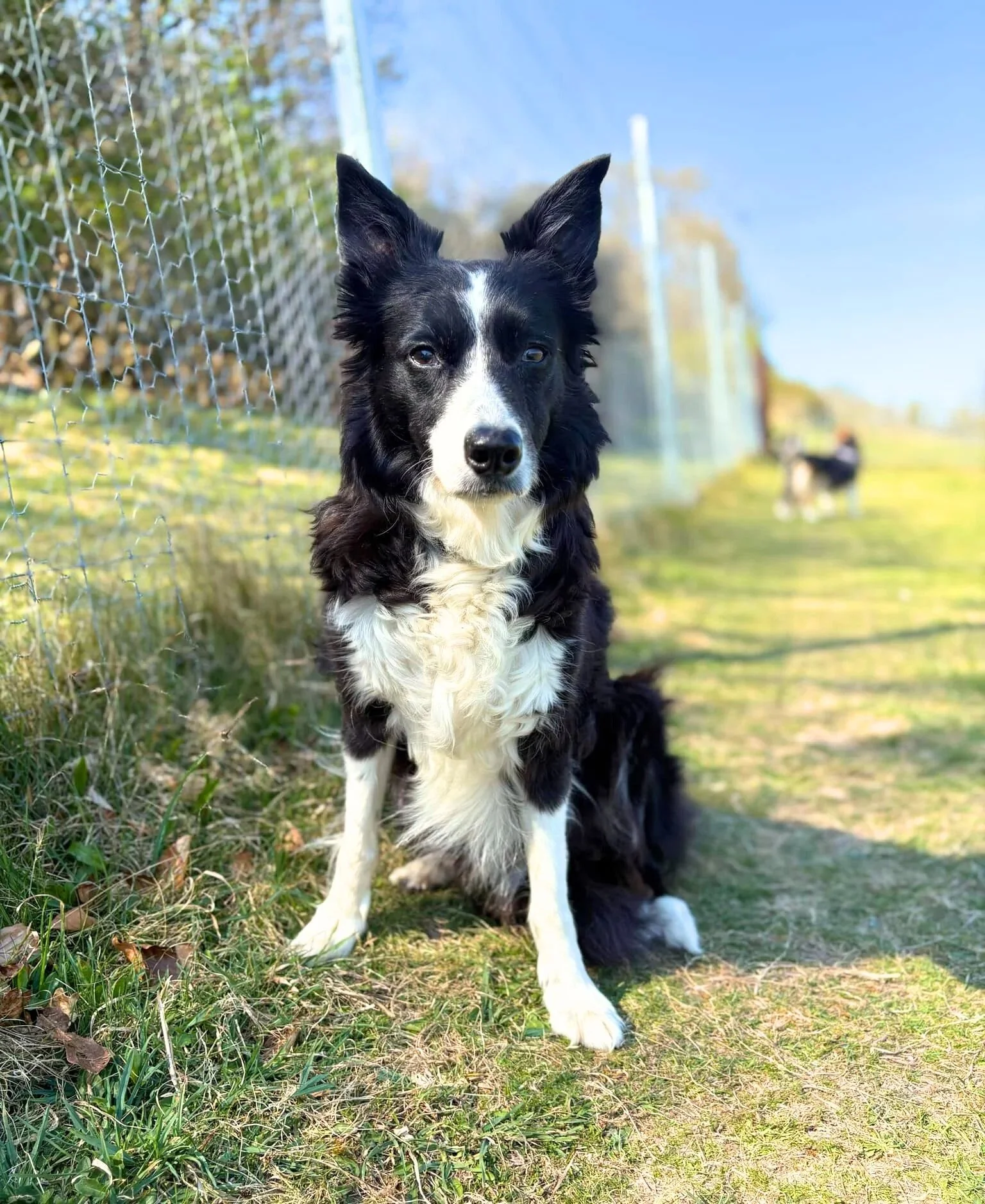 A black and white Border Collie sitting on grass near a chain-link fence outdoors on a sunny day with a blurred background of another dog and blue sky.