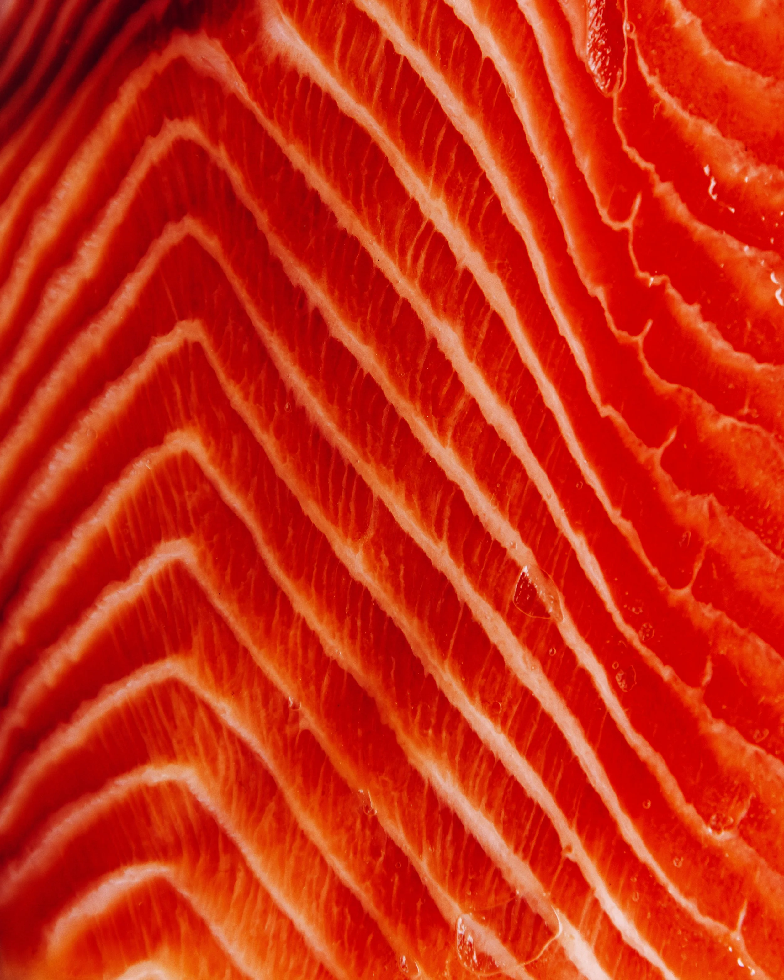 Salmon.jpg