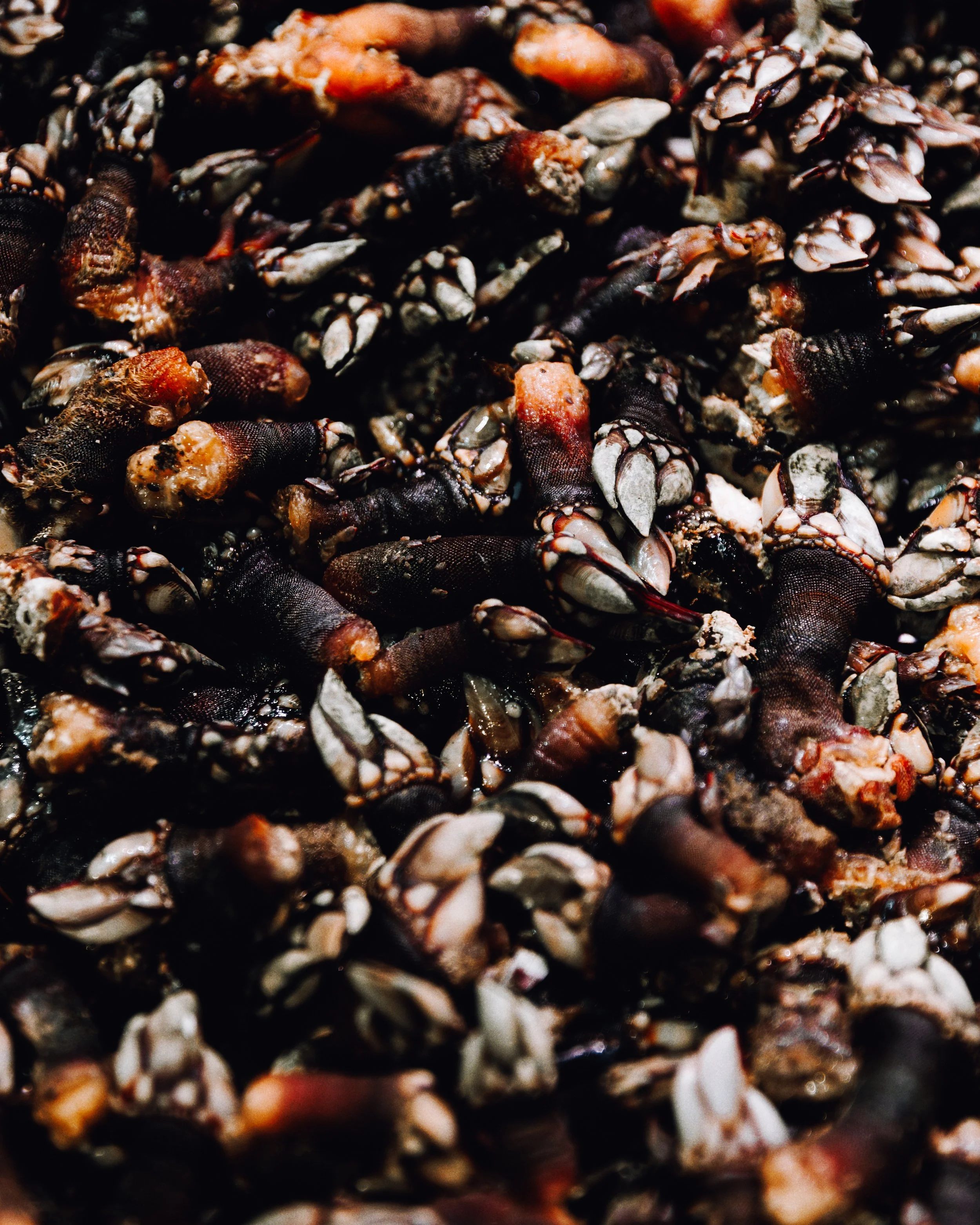 Percebes.jpg