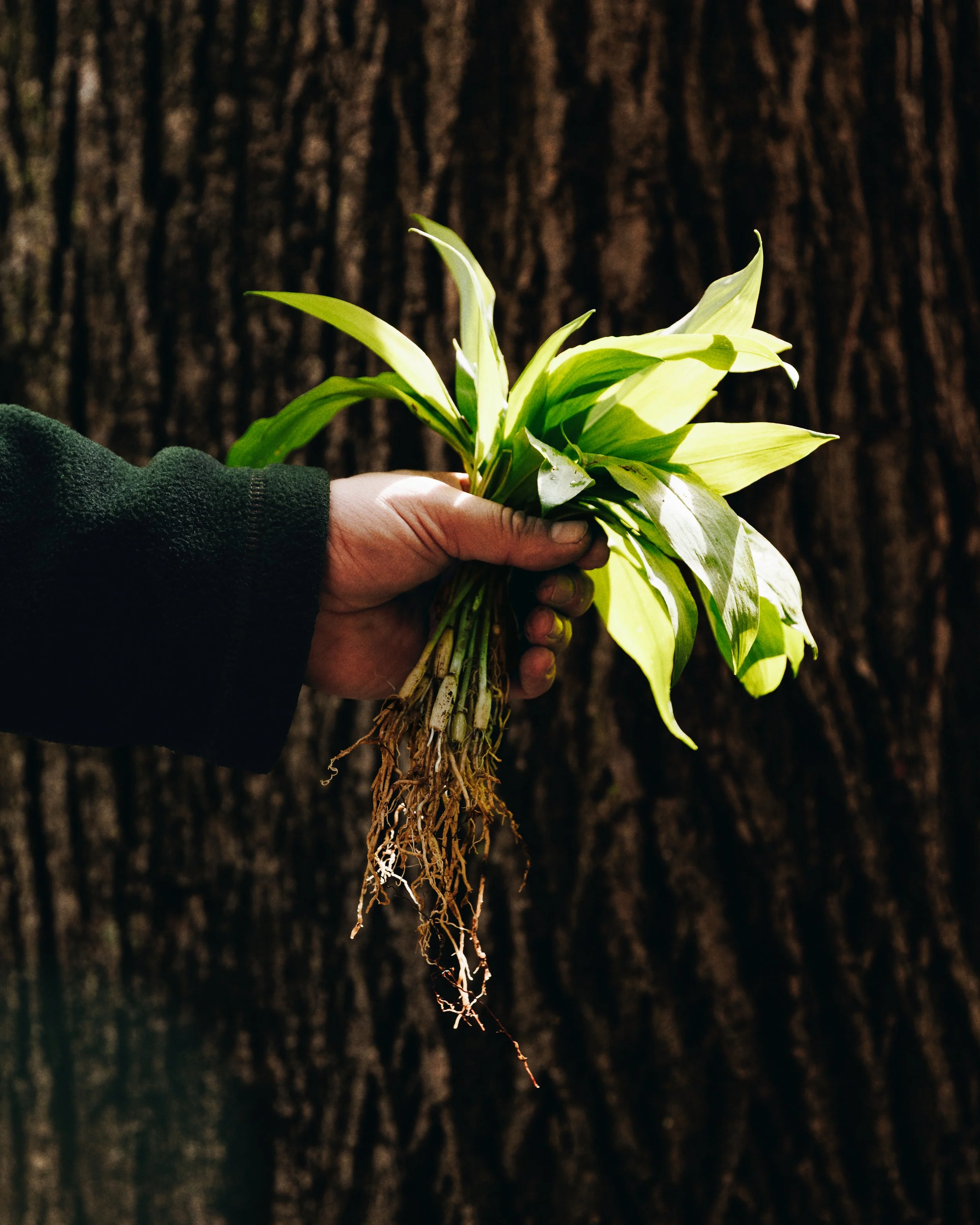 Ramps-12.jpg