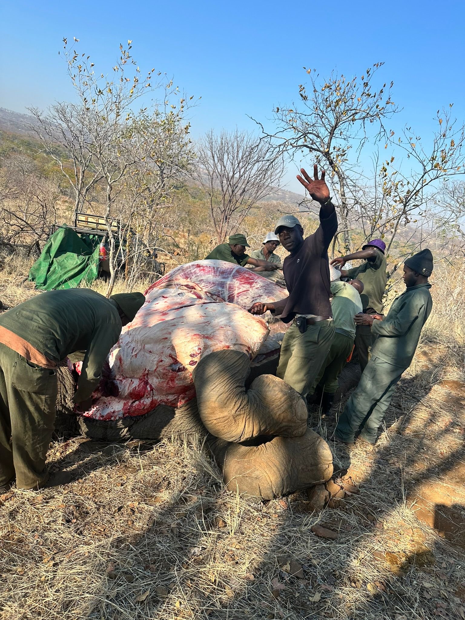 Elephant meat.jpg
