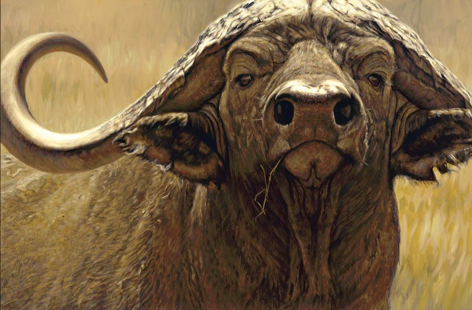 John_Banovich_The_Big_Five_-_Cape_Buffalo_Framed_BRCRRGB_f52eeafc-f383-486c-bfb5-b2e6462f5e9c_1024x1024_2x_edited.jpg