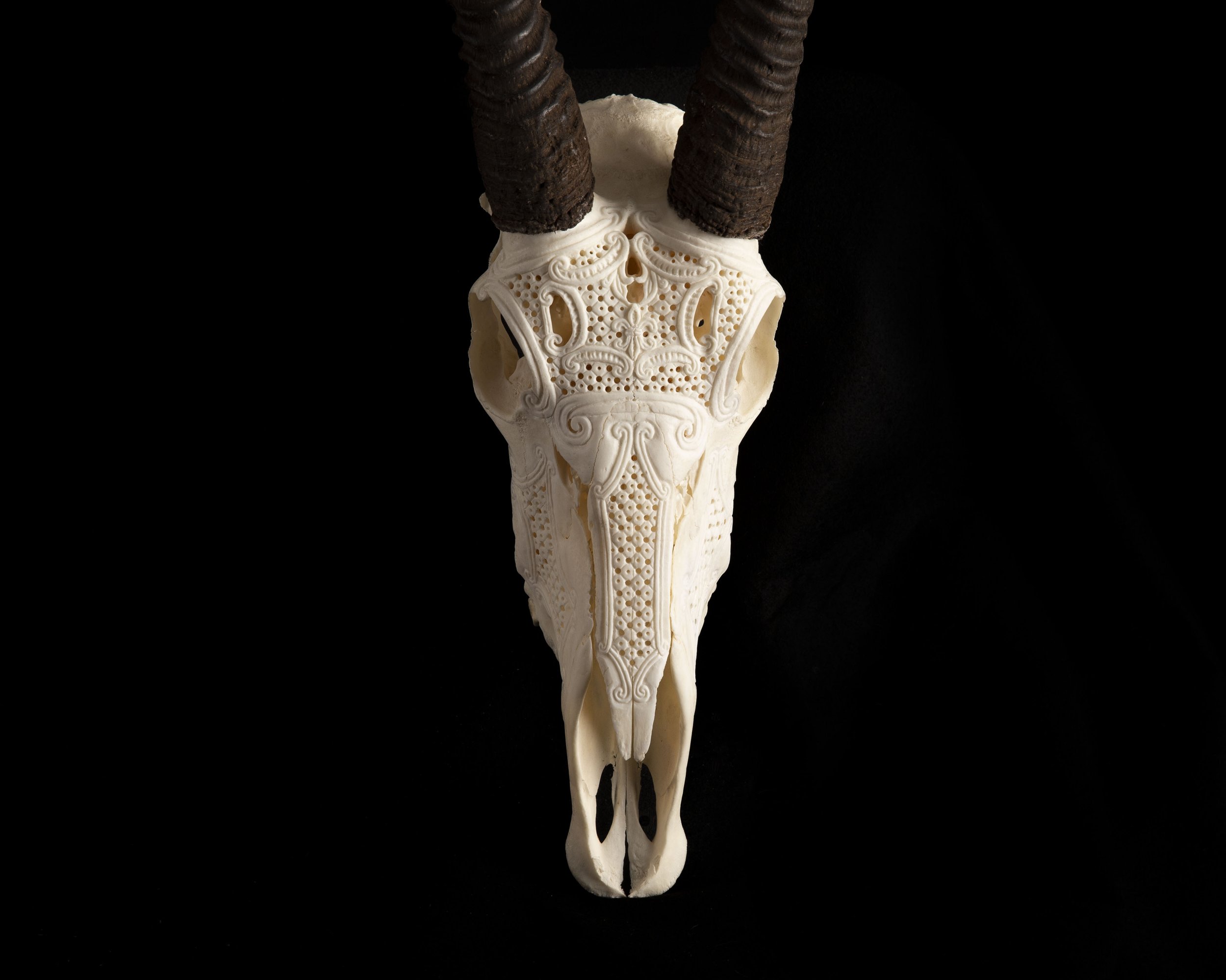 skull art 6.jpeg