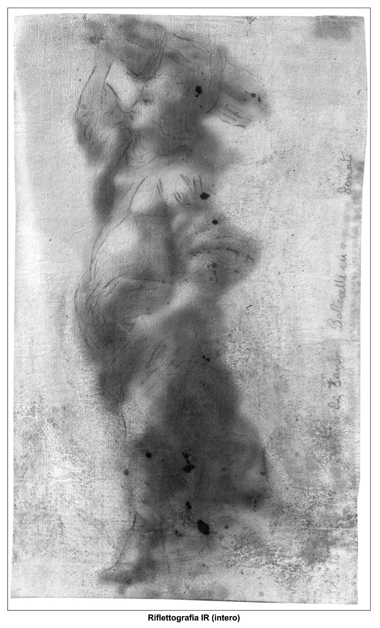 Botticelli diseg. riflettog. 6,38 MB.jpg