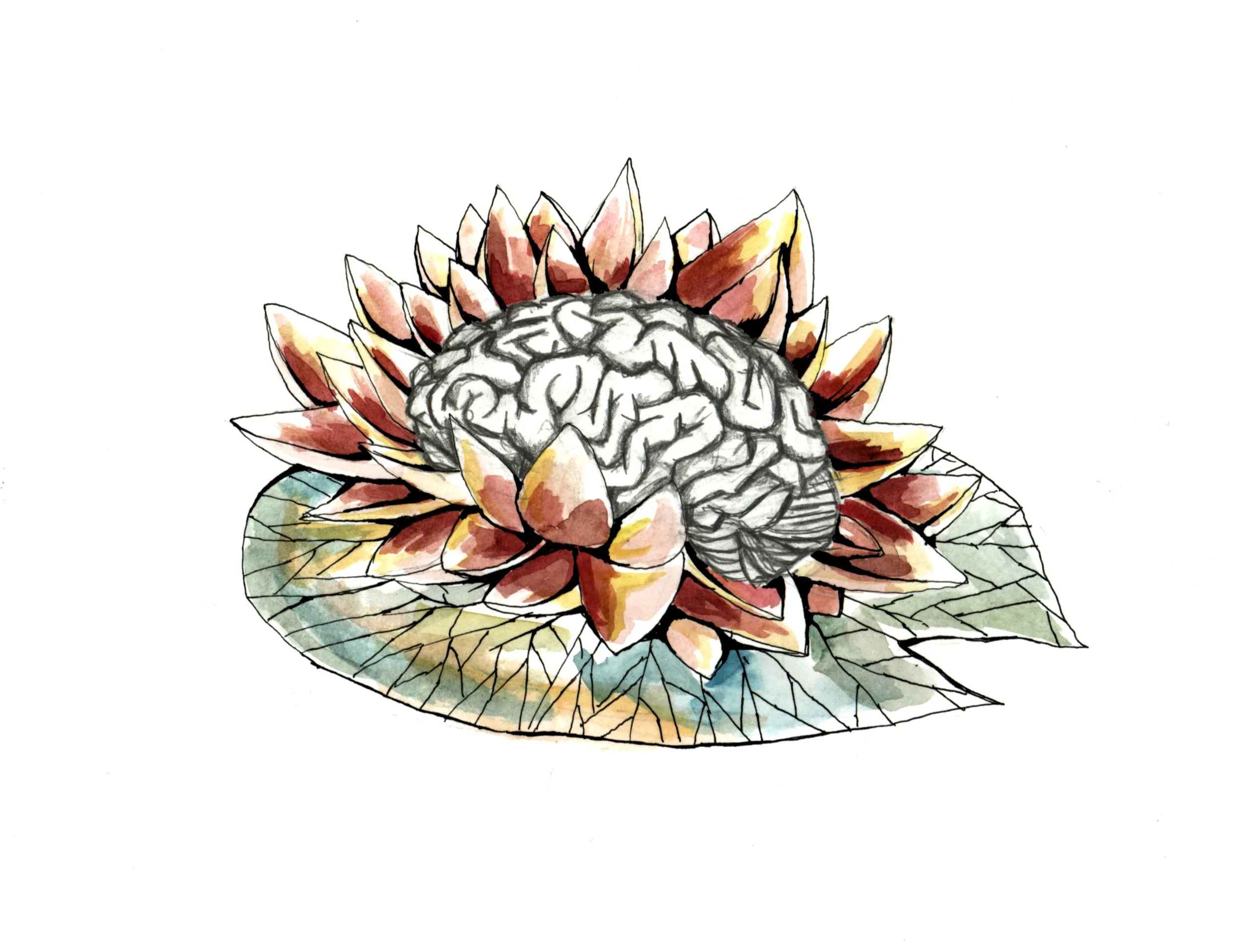 Cerveau.jpg
