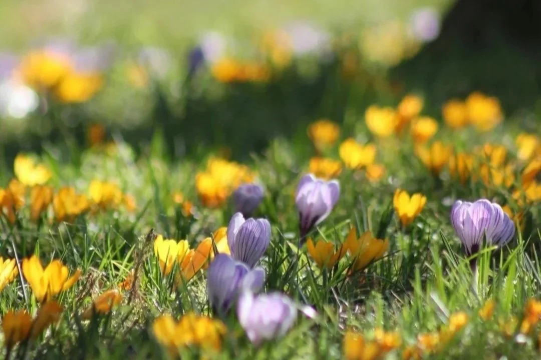 Why a ‘Boardroom in the park’ actually works: The science of soft fascination