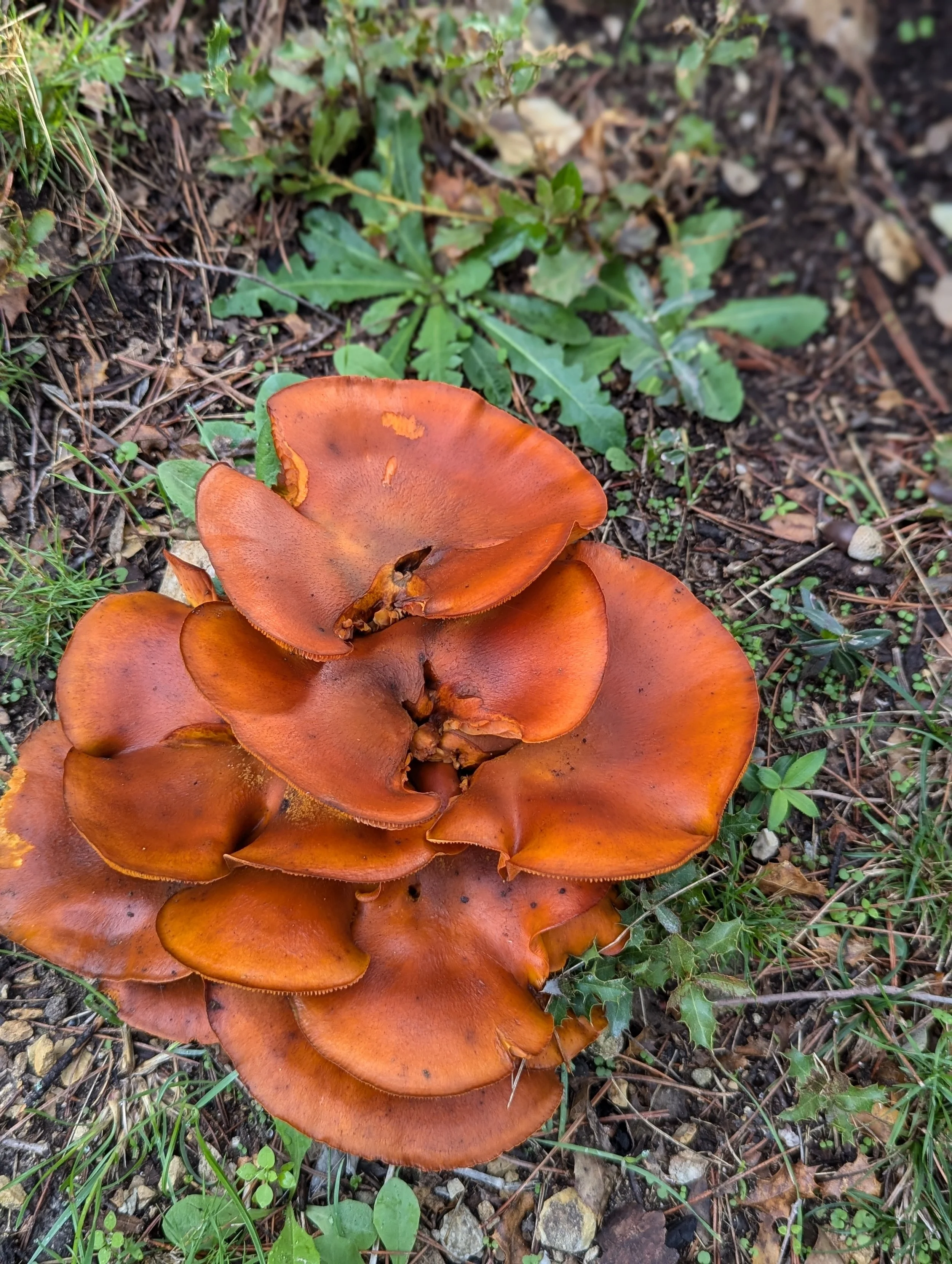 I am always amazed of how these large mushrooms sprout along the country lanes. Another find on a autumnal walk.