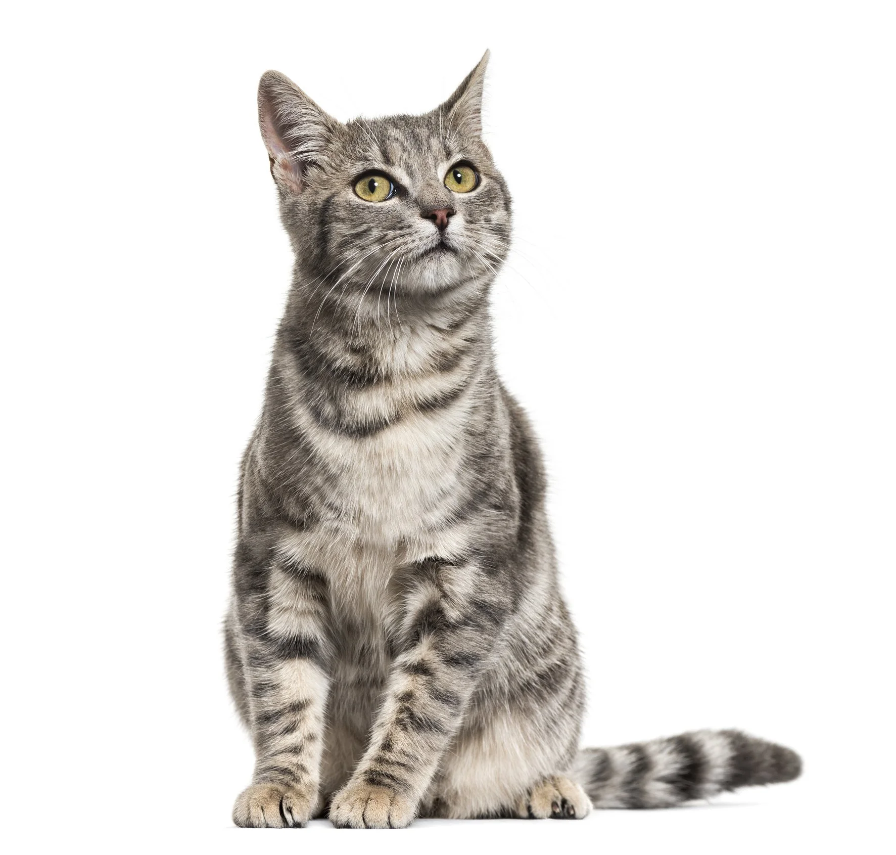 Grauer gestreifeter Katze sitzt auf weißem Hintergrund, schaut nach oben.