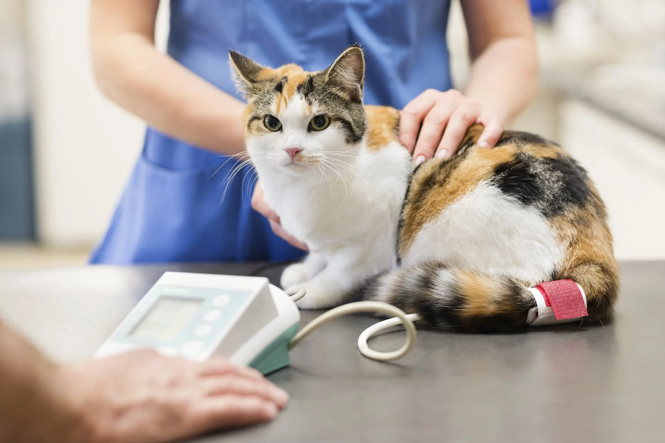 Blutdruckmessung bei einer Katze. Diese Untersuchung wird möglichst stressfrei durchgeführt, um genaue Ergebnisse zu erhalten. Moderne Geräte mit oszillometrischer Messmethode kommen zum Einsatz.