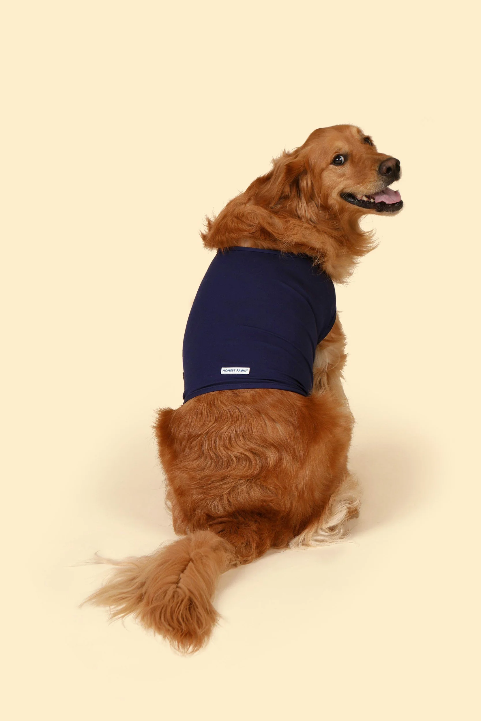 Ein golden Retriever trägt eine Holter-Weste für ein Langzeit-EKG.