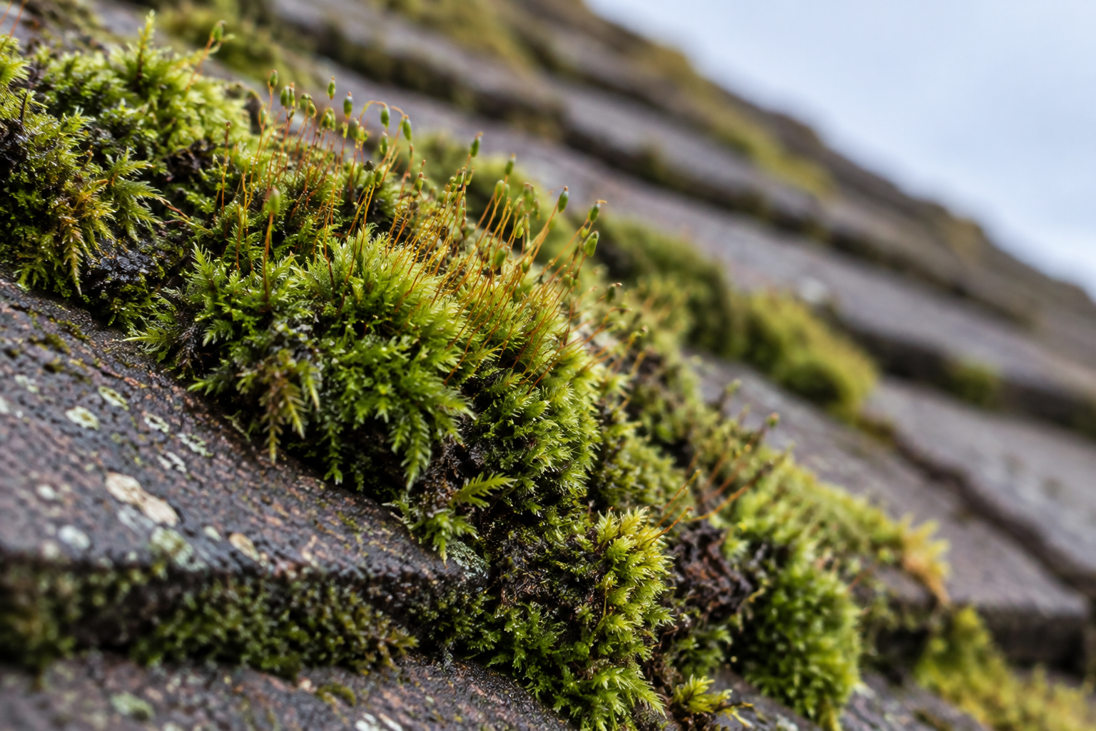 Close-up of moss growth on roof tiles showing established organic growth