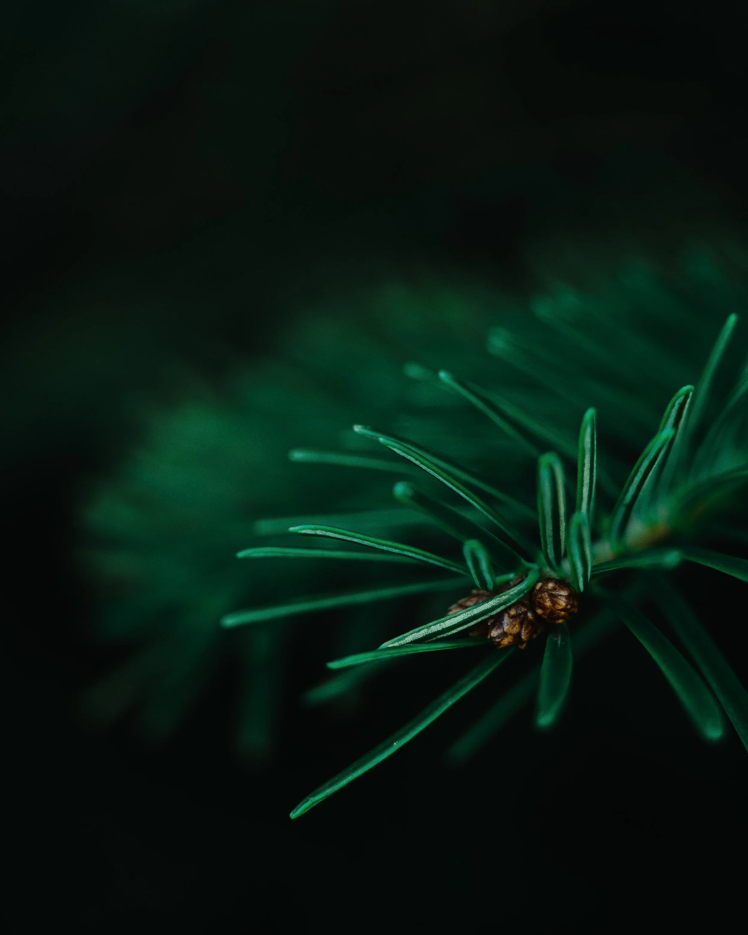 Close-up of a pine branch with green needles and brown pine cones on a dark background.